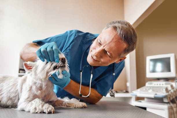 Best Emergency Dental Care for Abscessed Tooth in Roxboro, NC